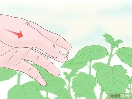 Imagen titulada Touch Nettles Without Stinging Yourself Step 5