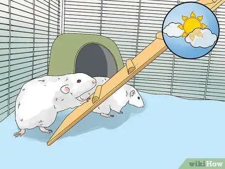 Imagen titulada Introduce a New Pet Rat to Another Rat Step 12