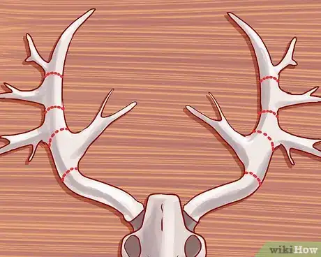 Imagen titulada Score Deer Antlers Step 13