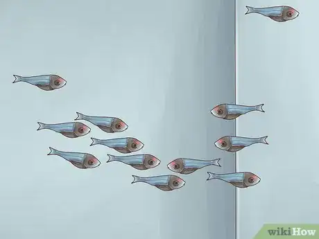 Imagen titulada Breed Neon Tetras Step 10