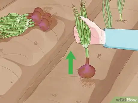 Imagen titulada Grow Onions Step 10