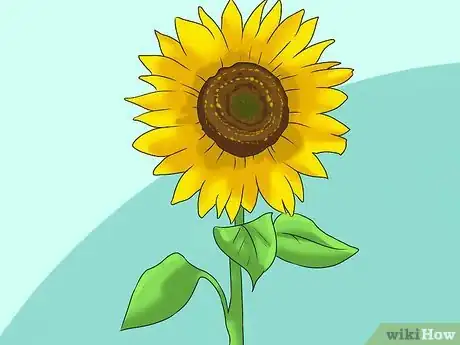 Imagen titulada Grow Sunflowers Step 1