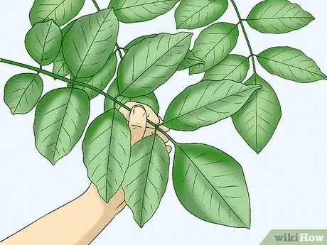 Imagen titulada Identify an Ash Tree Step 1