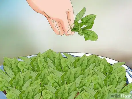 Imagen titulada Plant Spinach in Pots Step 14