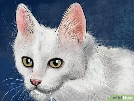 Imagen titulada Identify a Turkish Angora Step 4