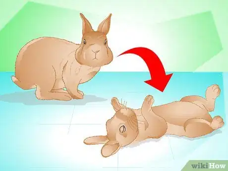 Imagen titulada Determine if Your Rabbit Is Sick Step 13