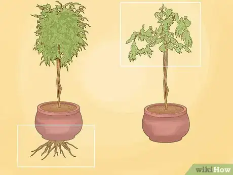 Imagen titulada Repot a Ficus Tree Step 2