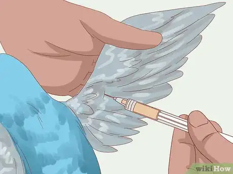 Imagen titulada Stop Feather Plucking in Parakeets Step 3