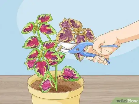 Imagen titulada Grow Coleus Step 25