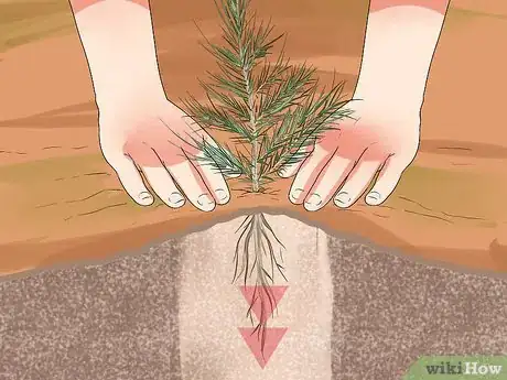 Imagen titulada Plant Cedar Trees Step 13