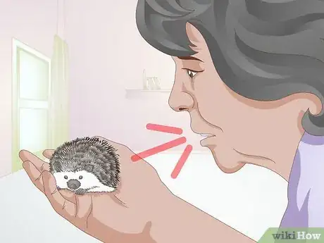 Imagen titulada Bond With Your Hedgehog Step 8