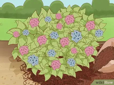 Imagen titulada Prepare Hydrangeas for Winter Step 4