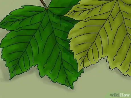 Imagen titulada Identify a Sycamore Tree Step 9