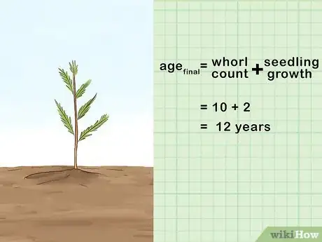 Imagen titulada Determine the Age of a Tree Step 11