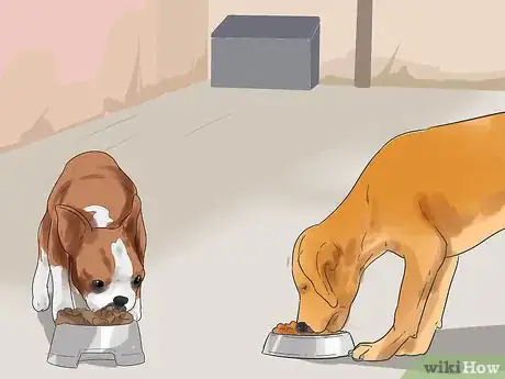 Imagen titulada Get Your Two Dogs to Stop Fighting Step 15