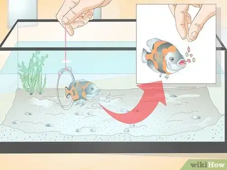 Imagen titulada Train Your Fish to Do Tricks Step 7