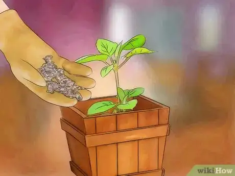 Imagen titulada Place Houseplants Around Your Home Step 10