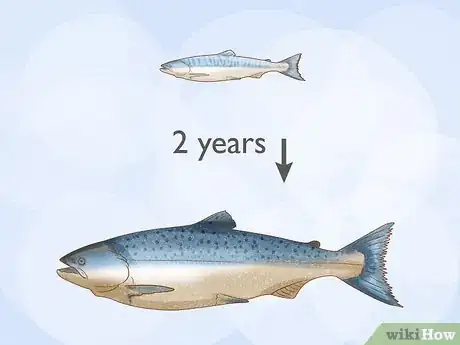 Imagen titulada Raise Salmon in a Pond Step 8