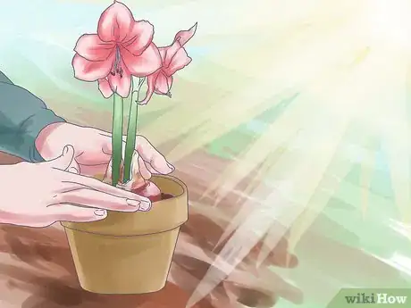 Imagen titulada Care for Amaryllis Flowers Step 13