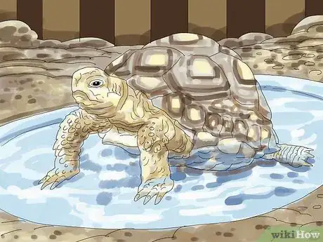 Imagen titulada Care for a Tortoise Step 5