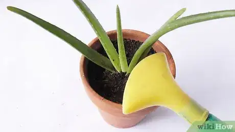 Imagen titulada Plant Aloe Vera Step 23