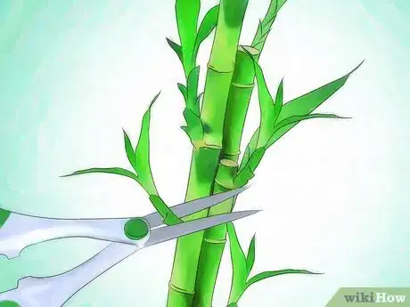 Imagen titulada Grow Lucky Bamboo Step 10