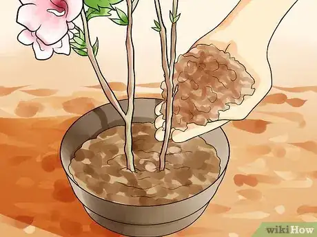 Imagen titulada Propagate Rose of Sharon Cuttings Step 12