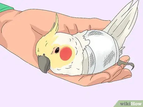 Imagen titulada Treat Injured Cockatiels Step 14