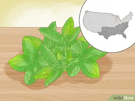 Imagen titulada Grow Mint in a Pot Step 2