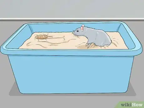 Imagen titulada Play with Your Pet Rat Step 9