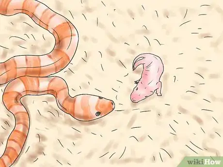 Imagen titulada Care for Baby Cornsnakes Step 12