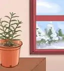 cultivar una planta de jengibre