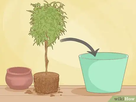 Imagen titulada Repot a Ficus Tree Step 4