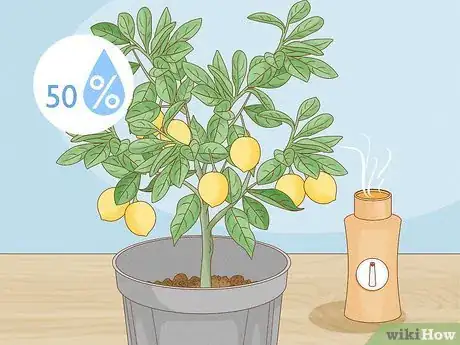 Imagen titulada Grow Lemon Trees Indoors Step 14