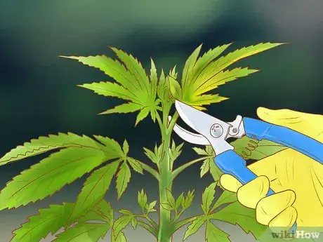 Imagen titulada Trim Marijuana Step 13