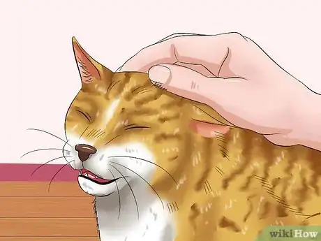 Imagen titulada Prevent Matted Cat Hair Step 8