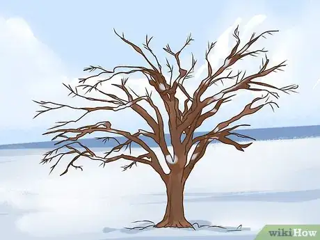 Imagen titulada Identify an Elm Tree Step 12