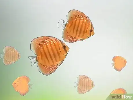 Imagen titulada Breed Discus Step 8