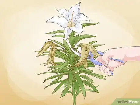 Imagen titulada Prune Lilies Step 1