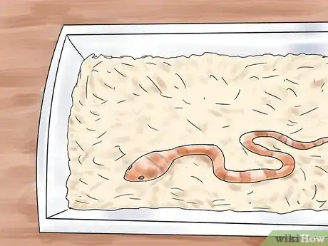 Imagen titulada Care for Baby Cornsnakes Step 11