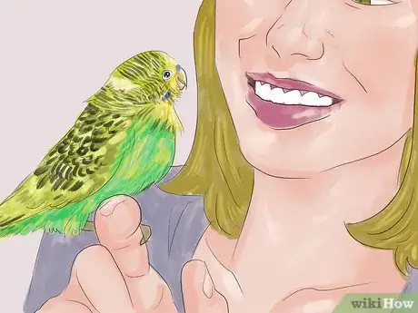 Imagen titulada Teach Parakeets to Talk Step 3