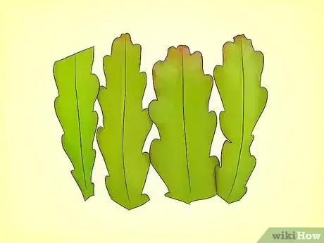 Imagen titulada Grow Epiphyllum Cactus Step 1