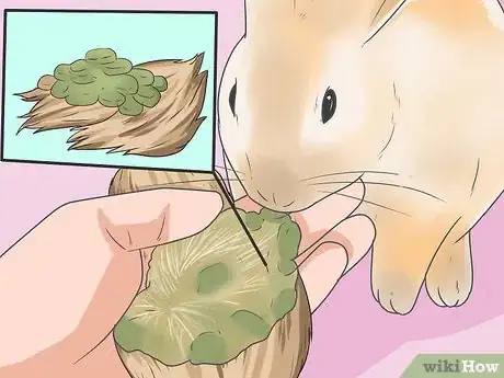 Imagen titulada Feed Your Rabbit the Right Greens Step 8