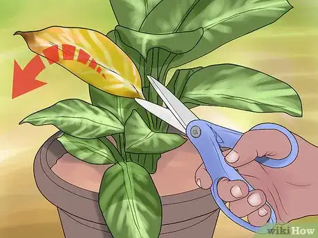 Imagen titulada Remove Brown Tips From the Leaves of Houseplants Step 2