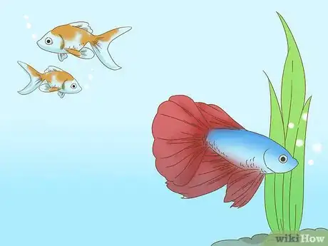 Imagen titulada Grow a Bond With Your Betta Fish Step 3