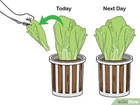 Imagen titulada Grow Hydroponic Lettuce Step 15