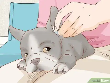 Imagen titulada Clean a French Bulldog's Ears Step 4