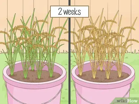 Imagen titulada Plant Rice Indoors Step 13