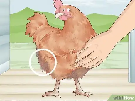 Imagen titulada Bathe a Chicken Step 1