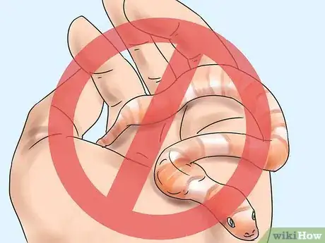 Imagen titulada Care for Baby Cornsnakes Step 14